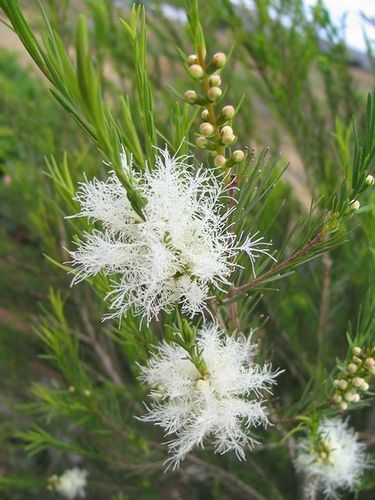 Tea Tree Skincare Quantity, Castor Oil For Acne, Tea Tree Oil For Acne, Natural Acne Remedies, Home Remedies For Acne, Australian Plants, Australian Native Plants, Melaleuca Alternifolia, Peppermint Essential Oil