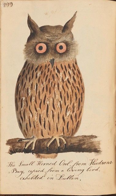 n325_w1150 | The Naturalists Companion containing drawings w… | Flickr Sophisticated Man Cave, Sophisticated Man, Owl Bird, Owl Print, Art Print Wall, The Untamed, Antique Inspiration, Wall Sculpture Art, Animal Heads