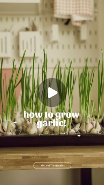 Anh Lin on Instagram: "If you plant garlic in succession, you’ll never have to buy it again! 😊 Comment “GROW” below & I’ll send you the link to my favorite gardening supplies!👇🏼" How To Grow Garlic, How To Plant Garlic, Plant Garlic, Grow Garlic, Planting Garlic, Growing Garlic, Vegetable Garden Diy, Vegetable Gardening, Planting Vegetables