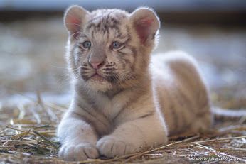 Funny Wildlife — Adorable white tiger cub by Johan CHABBERT Baby White Tiger, White Tiger Cubs, Funny Wildlife, Tiger Baby, Baby Tigers, Wild Baby, Tiger Pictures, Baby Animals Pictures, Tiger Cub