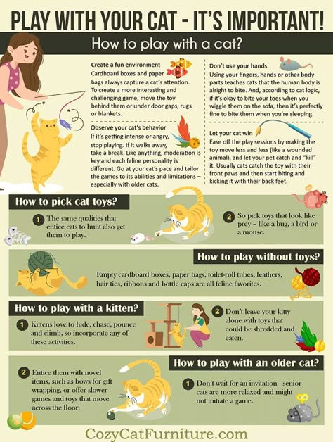 Play with your cat : Learn Why, How and When to play with the kitty Cat Psychology, Playing With Cat, Cat Knowledge, Creme Puff, Cat Tips, Cats Playing, Diy Cat Toys, Cat Obsession, Cat Hacks