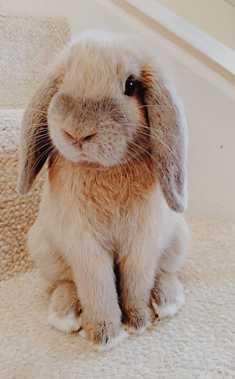 Flop Eared Bunny, Bunny Photography, Floppy Eared Bunny, Bunny Room, Baby Farm Animals, Bun Bun, Jack Rabbit, Floppy Ears