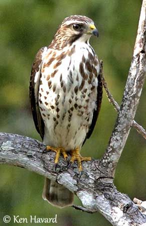 Hawk Species, Hawk Owl, Hawk Photos, Raptors Bird, North American Wildlife, Boreal Forest, Wild Creatures, Wild Spirit, Backyard Birds