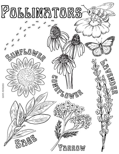 Herbalism & Backyard nature inspired coloring pages perfect for homeschooling, classrooms, or just the natural minded parent  I want to inspire children to learn about nature in a fun and creative way  Pollinators : Sunflower Coneflower Lavender Sage Yarrow Nature Doodles, Backyard Nature, Printable Adult Coloring Pages, Seasons Art, Nature Drawing, Sketch Inspiration, Digital Drawings, Colorful Garden, Planting Herbs