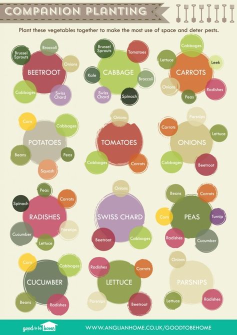 Veg-Growing-Cheat-Sheet-David-Domoney-companion-planting Vegetable Growing Cheat Sheet, Plantarea Legumelor, Companion Planting Chart, Companion Gardening, Funny Vine, Growing Tomatoes In Containers, Garden Types, Veg Garden, Container Gardening Vegetables