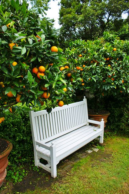 imagine a quiet respite, surrounded by lovely citrus trees... Citrus Tree Garden, Citrus Tree, Dream Backyard Garden, Orchard Garden, Citrus Garden, Backyard Garden Diy, Backyard Garden Layout, White Bench, Garden Flower Beds