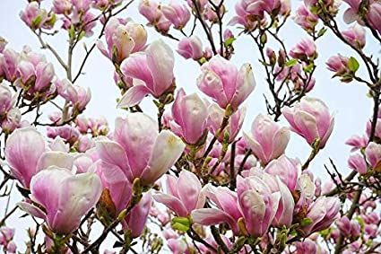 Magnolia Shrub, Magnolia Liliiflora, Saucer Magnolia Tree, Tulip Seeds, Saucer Magnolia, Lily Magnolia, Tulip Magnolia, Red Magnolia, Small Garden Landscape