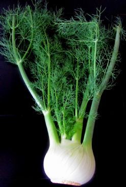 Fennel Soup in the Raw Recipe by TRAVELNISTA via @SparkPeople Fennel Plant, Plant Identification App, Seed Garden, Fennel Soup, Fennel Recipes, Spark People, Plant Identification, Free Plants, Organic Seeds