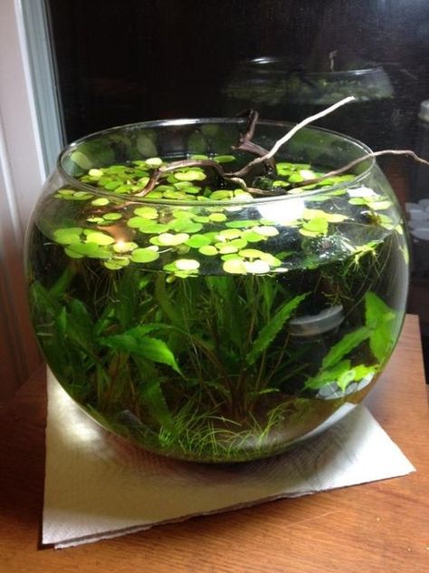 At Last - Todd's Walstad Shrimp Bowl - The Planted Tank Forum Nano Pond, Fish Bowl Aquarium, Best Fish For Aquaponics, Bowl Aquarium, Water Terrarium, Taman Air, Fish Tank Terrarium, Indoor Water Garden, Mini Pool