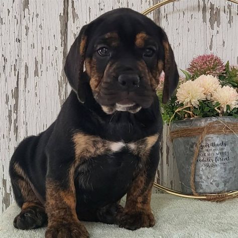 Shea - F1 • Beabull Puppy • Infinity Pups Arthur Illinois, Cheap Puppies, Smartest Dogs, Puppies Near Me, Puppy Finder, Dog Breeds Medium, Bulldog Puppies For Sale, English Bulldog Puppies, English Bulldog Puppy