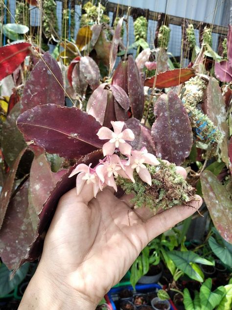 Hoya Undulata, Plant Wishlist, Tropical Plants, House Plants, Flower Garden, Plants, Flowers