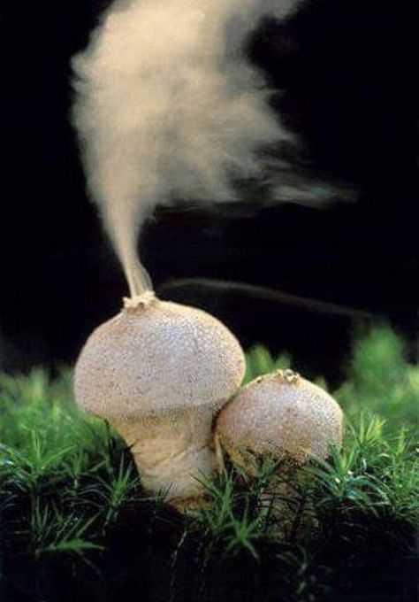 Lycoperdon Perlatum Puffball Mushroom, Lichen Moss, Mushroom Pictures, Slime Mould, Plant Fungus, Mushroom Fungi, Unusual Plants, Mushroom Art, Wild Mushrooms