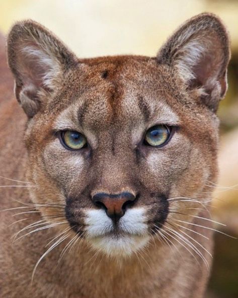 Cougar, aka mountain lion Mountain Lion Aesthetic, Cougar Photography, Animal Reference Photos For Drawing, Cougar Aesthetic, Mountain Lion Photography, Animal Portraits Photography, Mountain Lion Drawing, Animal Reference Photos, Cougar Animal