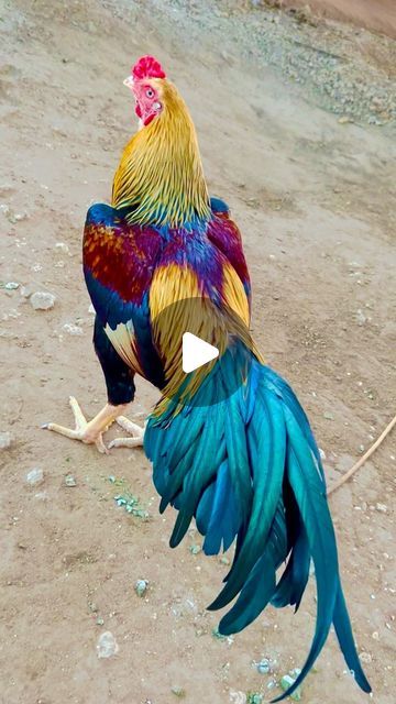 Beautiful Paintings Of Nature, Good Morning Animals, Pretty Nature Pictures, Beautiful Good Night Quotes, Eagle Painting, Funny Baby Pictures, Amazing Animal Pictures, Beautiful Chickens, Beautiful Night Images