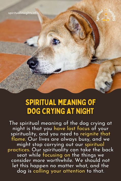 Dog Crying at Night Spiritual Meaning Spiritual Animals, Spirit Animal Meaning, Dog Crying, Animal Meanings, Dog Brand, Symbolic Meanings, Crying At Night, Dream Meaning, Spiritual Animal