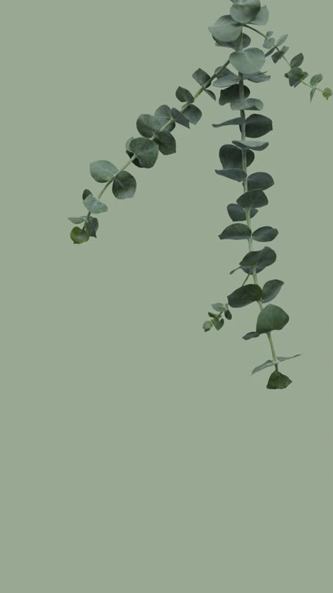 Olive Green Iphone Wallpaper Aesthetic, Iphone Plant Wallpaper Aesthetic, Light Green Ipad Wallpaper Aesthetic, Greenery Phone Wallpaper, Olive Green Aesthetic Wallpaper Vintage, Aesthetic Wallpaper Greenery, Eucalyptus Phone Wallpaper, Eucalyptus Aesthetic Wallpaper, Sage Green Eucalyptus Wallpaper