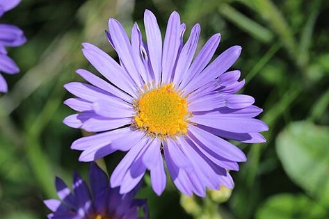 5 Heavenly Flowers to Plant this Fall – EpicPew Feast Of The Annunciation, Michaelmas Daisy, English Rhymes, Flowers To Plant, Margaret Rose, Calendula Flower, Thérèse Of Lisieux, Facing The Sun, Small Bouquet