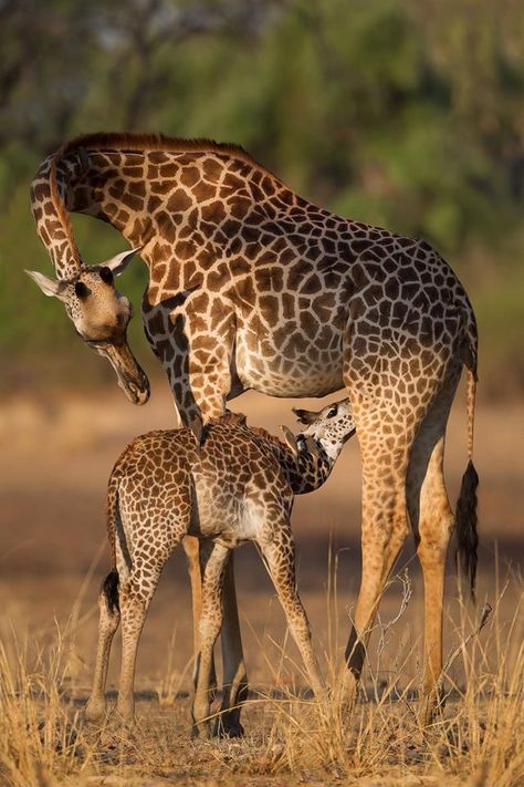 Giraffe Photography Wildlife, Giraffe Photography, Baby Giraffes, Giraffe Pictures, Photography Wildlife, Animal Conservation, Giraffe Art, Animal Funny, Baby Giraffe