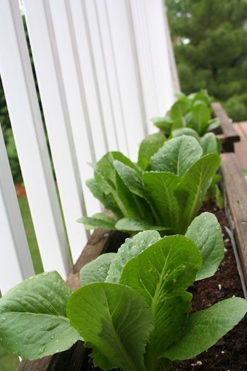 What to Grow in Your First Vegetable Garden - Minnesota State Horticultural Society Gardening In Minnesota, Minnesota Garden Vegetables, Minnesota Gardening, First Vegetable Garden, Romaine Lettuce Growing, Minnesota Garden, Varieties Of Tomatoes, Easy Vegetables To Grow, Bush Beans