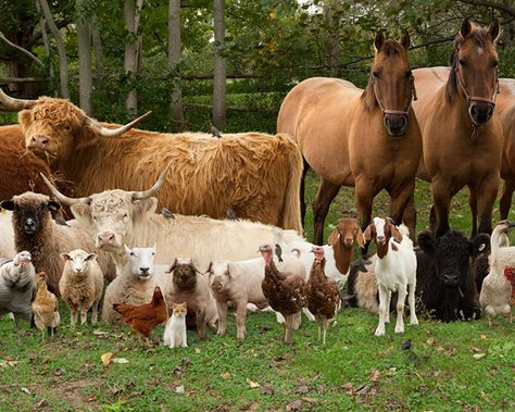 Farm Animals Pictures, Farm Family, Different Animals, Family Project, Hobby Farms, Farm Yard, Animal Wallpaper, Animal Quotes, Animals Images