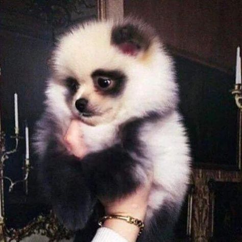 A bear | Dogs That Look Like Other Animals | POPSUGAR Pets Photo 3 Panda Puppy, Baby Pomeranian, Panda Dog, Labrador Retriever Puppies, Pomeranian Dog, Lap Dogs, Pomeranian Puppy, Blue Merle, Siberian Husky