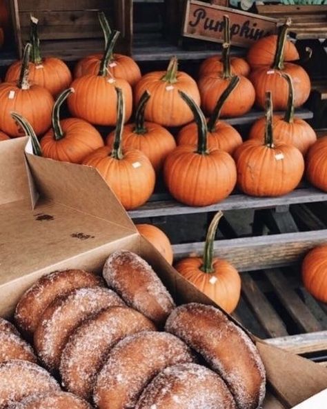 Candles Halloween, Orange Coffee, Apple Cider Donuts, Coffee Aesthetic, Thanksgiving Sides, Pumpkin Seasoning, Thanksgiving Side Dishes, Fall Feels, Happy Fall Y'all