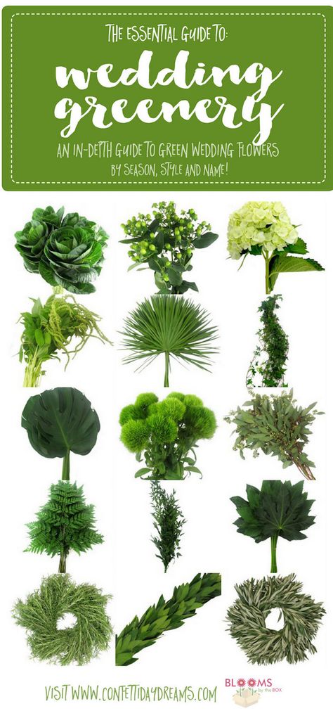 Learn everything that you need to know about greenery for weddings, including wedding greenery names and the types of wedding greenery that will work best for your green wedding flowers. We're talking green wedding bouquets, green wedding centerpieces : http://www.confettidaydreams.com/greenery-for-weddings-green-flower-names/ Picture Wedding Centerpieces, Green Wedding Centerpieces, Cheap Wedding Table Centerpieces, Green Wedding Bouquet, Simple Beach Wedding, Green Wedding Flowers, Wedding Greenery, Unique Wedding Flowers, Flower Guide