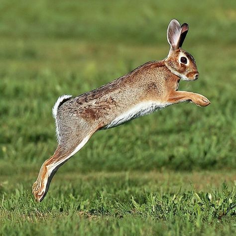 A rabbit leaping through the air with incredible grace Rabbit Leaping, Flemish Giant, Leaping Bunny, The Rabbit, Gravity, The Sky, Ballet, The Incredibles, In This Moment