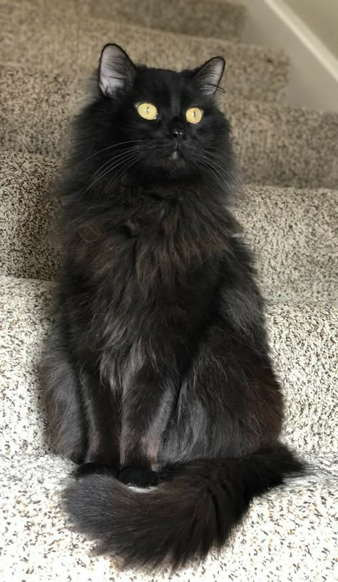 Long Haired Black Cat, Fluffy Black Cat, Gatos Cool, Beautiful Black Cats, Black Kitties, Black Kitty, Cats Black, Norwegian Forest Cat, Black Cat Eyes