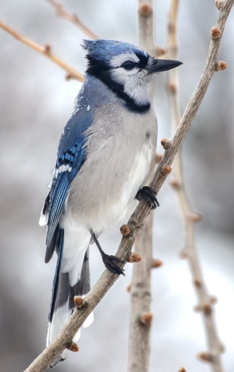 Bird Wallpaper Iphone, Bird Images, Sculpture Inspiration, Animal Inspiration, Blue Jay Bird, Watercolor Patterns, Animal Babies, Scroll Saw Patterns Free, Bird Paintings