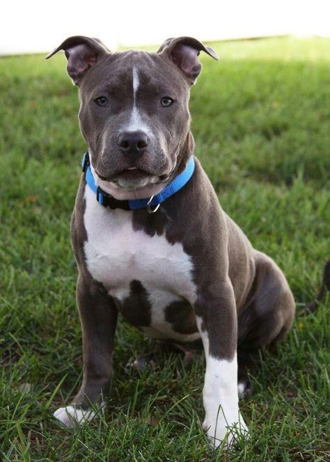 Pit Bull Puppies, Blue Nose Pitbull, Pitt Bull, Pitbull Puppy, Bully Dog, Pitbull Puppies, Bull Terrier Dog, Staffordshire Bull Terrier, American Pitbull Terrier