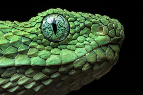 @tinoanttila on Instagram: “Atheris chlorechis • • • #atherischlorechis #atheris #westernbushviper #bushviper #viper #venomoussnakes…” Wildlife Paintings, Endangered Animals, Reptiles And Amphibians, Amphibians, Reptiles, Animals, Art