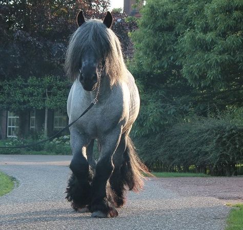 Dutch Draft Horse, Brabant Horse, Horse Friends, Draft Horse Breeds, Stallion Horses, Draft Horse, Blue Roan, Horse Fly, Most Beautiful Horses