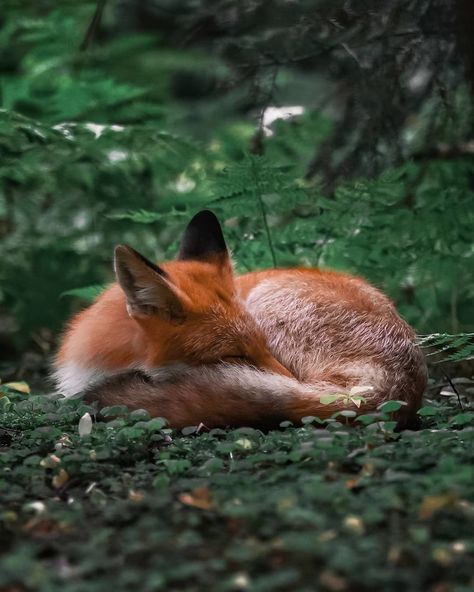 Finnish Photographer Proves Fairy Forests Are Real In Finland Real Life Fairies, Wild Forest, Forest Fairy, Woodland Creatures, Red Fox, Forest Animals, Animal Photo, Nature Animals, 귀여운 동물