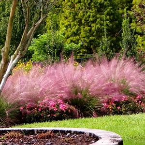 Muhlenbergia Capillaris, Pink Muhly, Pink Grass, Ornamental Grass, Privacy Landscaping, Buy Plants Online, Southern Garden, Grasses Landscaping, Buy Plants