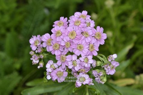 Siberian Yarrow 'Love Parade' (Achillea sibirica ssp. camtschatica) Yarrow Varieties, Yarrow Paprika, Firefly Peach Sky Yarrow, Yarrow Pom, Love Parade, Achillea Millefolium, Blowing Rock, Lysimachia Atropurpurea 'beaujolais', Diy Wedding Flowers