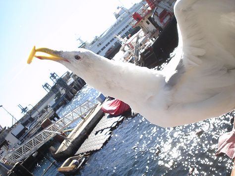 Seagull and French Fry by evansjamesjr, via Flickr Sea Gulls, French Fry, One Photo, Romantic Comedy, French Fries, First Photo, Get One, Help Me, Airplane View