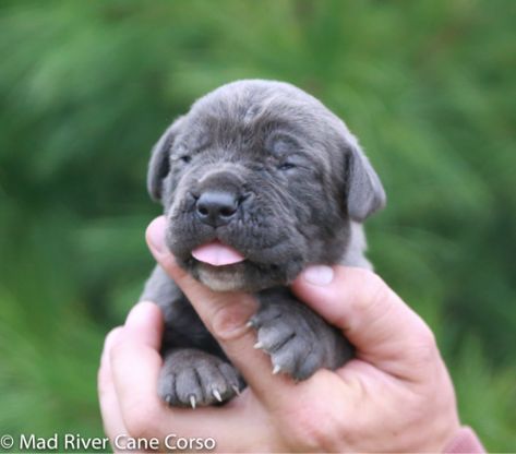 Current Puppies – Mad River Cane Corso Breeder | Italian Mastiff Puppies Italian Mastiff Puppies, Cane Corso Puppy, Cane Corso Breeders, Cane Corso Italian Mastiff, Cane Corsos, Italian Mastiff, Cane Corso Puppies, Mastiff Puppies, Cane Corso Dog