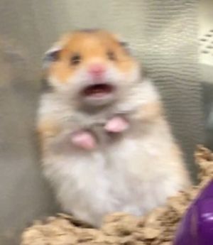 Funny Hamsters, Cute Small Animals, Reaction Images, Funny Animal Photos, Silly Cats Pictures, Cute Hamsters, Cute Animals Images, Funny Animal Jokes, Silly Animals