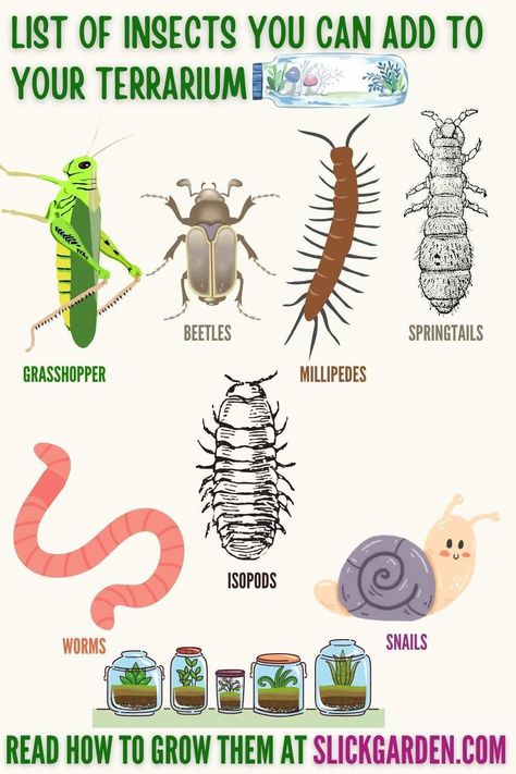 A List Of Insects You Can Add To Your Closed Terrarium. A bioactive terrarium is a complete ecosystem so you can add different insects to it to make it more attractive. Now you think about which insects can easily live in your closed terrarium. Here is a list of insects for you. You can choose insects according to your choice. Diy Bioactive Terrarium, Terrarium Ideas Diy How To Make, Cool Terrarium Ideas, Diy Terrarium Decor, Terrariums With Animals, Ecosystems Terrarium, How To Make A Bioactive Terrarium, Isopod Terrarium Ideas, Insect Terrarium Diy