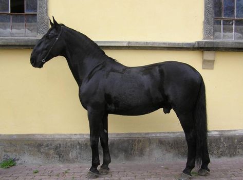 Kladruber Horse, Roman Nose, Horse Breeding, History Videos, National Animal, Types Of Horses, Black Horses, All The Pretty Horses, Horse Pictures