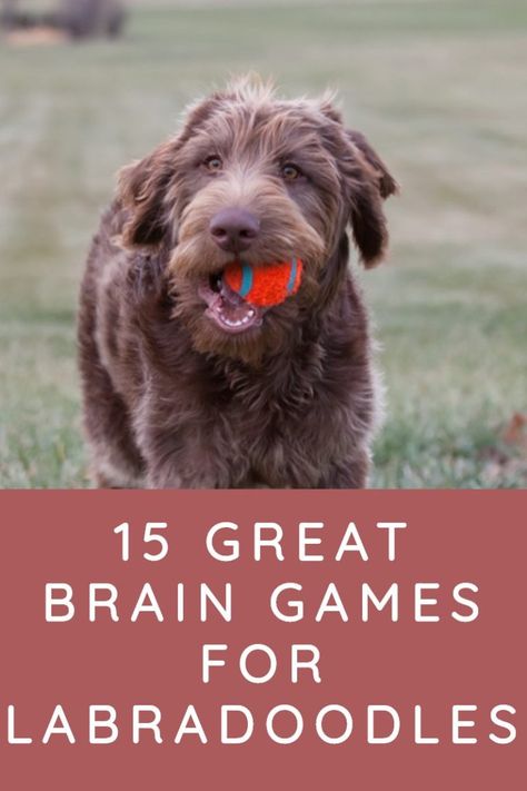 Puppy Brain Games, Australian Labradoodle Grooming, Dog Brain Games, Games For Puppies, F1b Labradoodle, Labradoodle Grooming, Brain Games For Dogs, Labradoodle Dogs, Puppies Tips