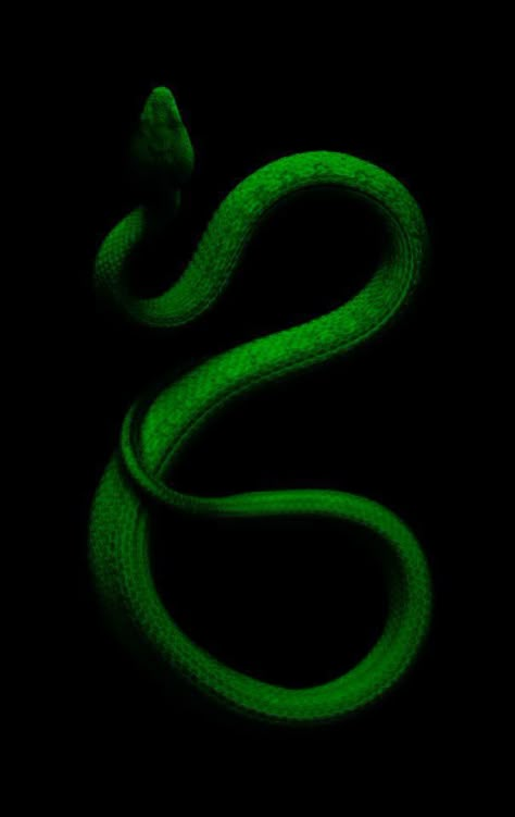 Green Snake Aesthetic, Dark Green Snake, Heir Of Slytherin, Make A Wallpaper, Homescreen Design, Slytherin Stuff, Scary Snakes, Wallpaper Home Screen, A Letter Wallpaper