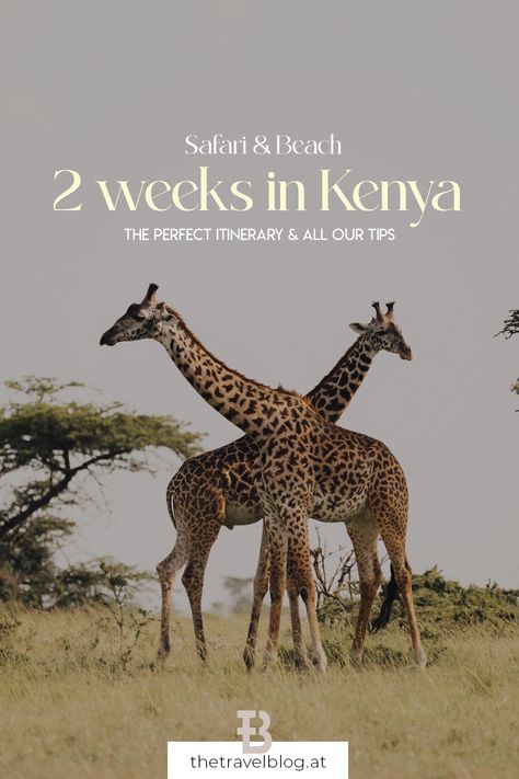 2 weeks in Kenya - Safari and beach itinerary with all our tips for a perfect trip Trip To Kenya, Kenya Travel Itinerary, Kenya Itinerary, Kenya Holiday, Beach Itinerary, Kenya Trip, Travel Kenya, Africa Itinerary, Itinerary Design