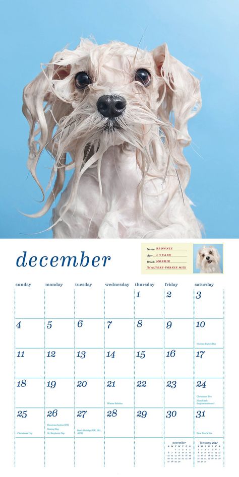 Sophie Gamand, Wet Dogs, Pet Cafe, Modern Calendar, Dog Calendar, Cats Design, Dog Milk, Wet Dog, Royal Canin