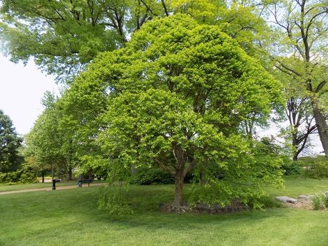 Betula nigra 'Little King' / 'Fox Valley' Only 10-12' tall x 10-12' wide Betula Nigra, River Birch, Ornamental Trees, Flowering Trees, Plants