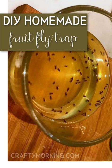 The Best Homemade Fruit Fly Trap - Crafty Morning Diy Insecticidal Soap, Best Fruit Fly Trap, Flies Trap Diy, Fruit Fly Catcher, Homemade Fruit Fly Trap, Homemade Fly Traps, Fruit Fly Killer, Ant Killer Recipe, Fruit Fly Trap Diy