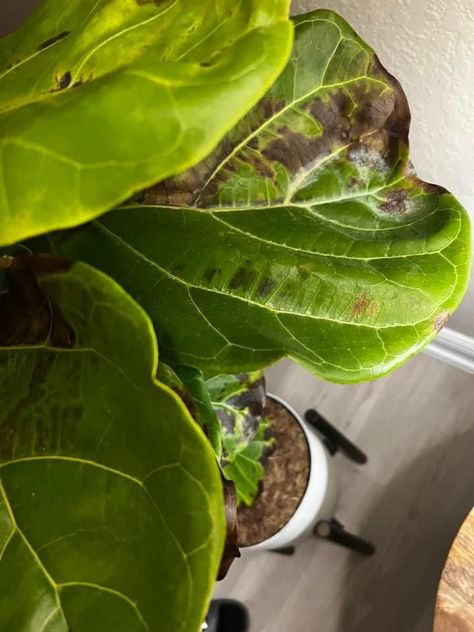 Causes of Bacterial Infection In Fiddle Leaf Fig Big Green Leaves, Fiddle Leaf Fig Care, Fiddle Tree, Grow Herbs, Fiddle Fig, Ficus Lyrata, Ficus Tree, Fig Leaves, Bacterial Infection