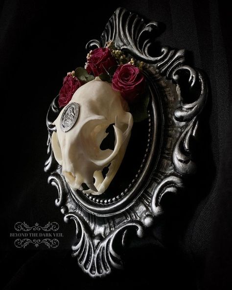 Susan Middleton on Instagram: “***EDIT - has been sold*** This gorgeous holy floral cat skull vintage frame is now available in the shop!  #skull #catskull #taxidermy…” Cat Skull Taxidermy, Cat Skull Decor, Diy Curiosities, Cat Taxidermy, Bone Collecting, Cat Bones, Dark Veil, Oddities Decor, Taxidermy Decor