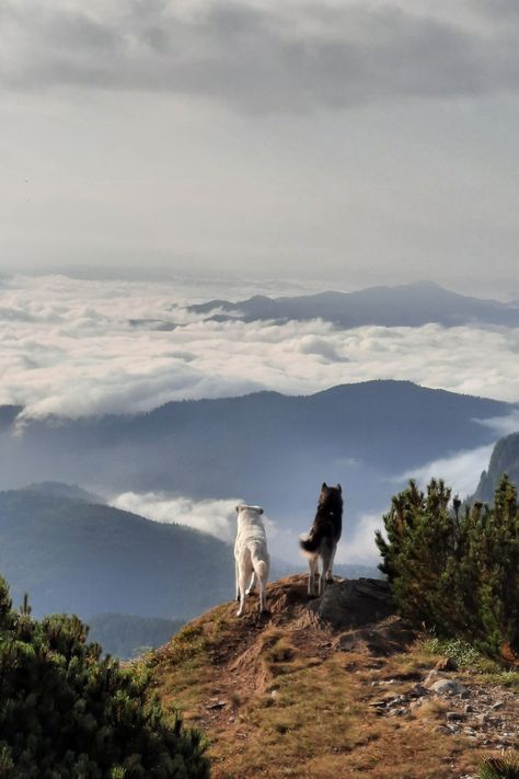 Dogs on a cliff of a mountain Ceahlau, Romania Morning Mountain View, Dog In Nature, Richard Winters, Dog Mountain, Morning Mountain, Trail Dog, Trip Aesthetic, Hiking Dogs, Dog Adventure